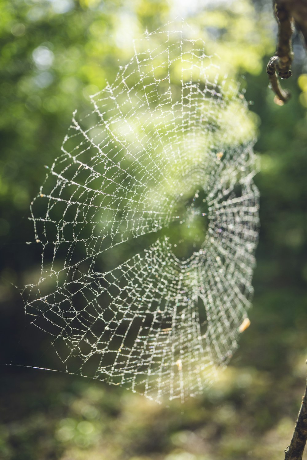 a spider web hanging from a tree branch