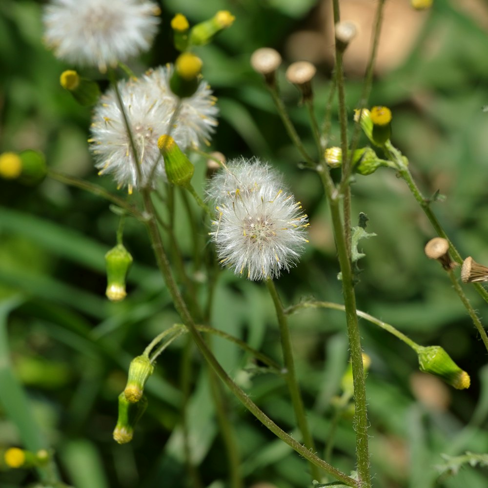 a close up of a bunch of flowers in a field