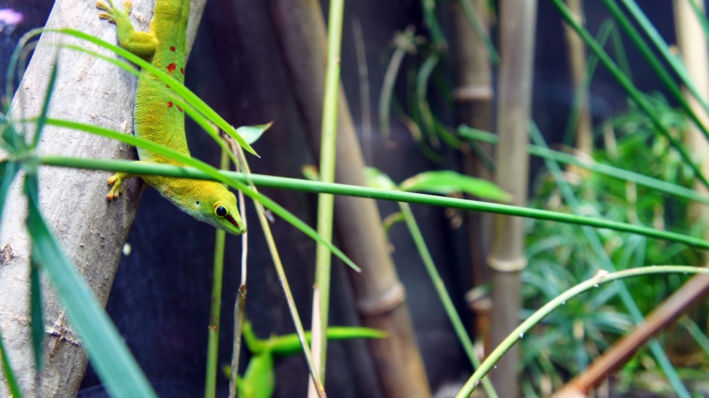 a green lizard sitting on top of a tree branch