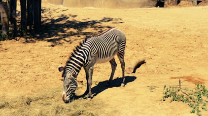 a zebra eating grass in a dirt field