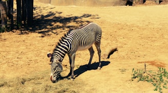 a zebra eating grass in a dirt field