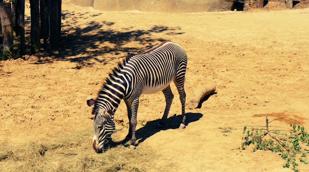 a zebra eating grass in a dirt field