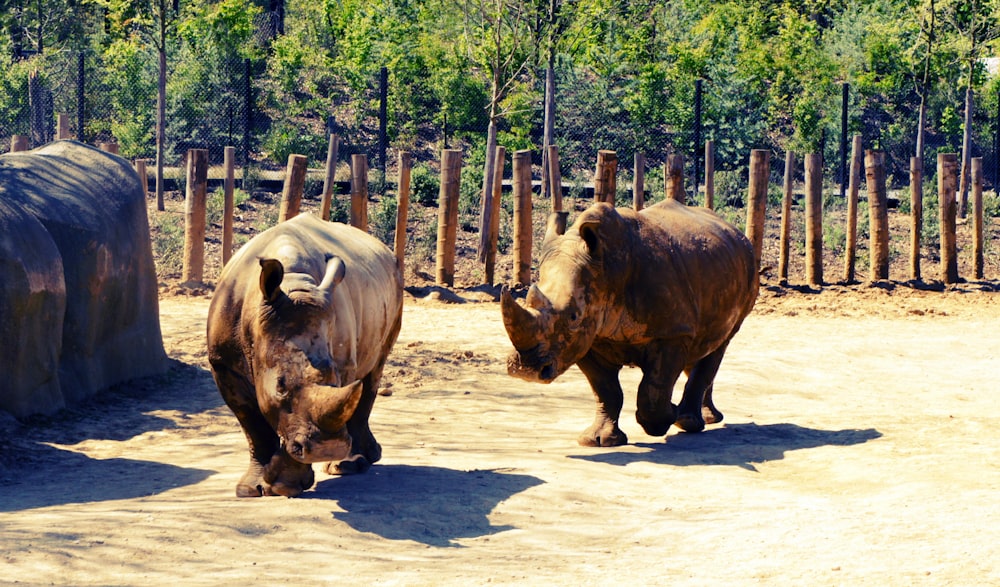 a couple of animals that are standing in the dirt