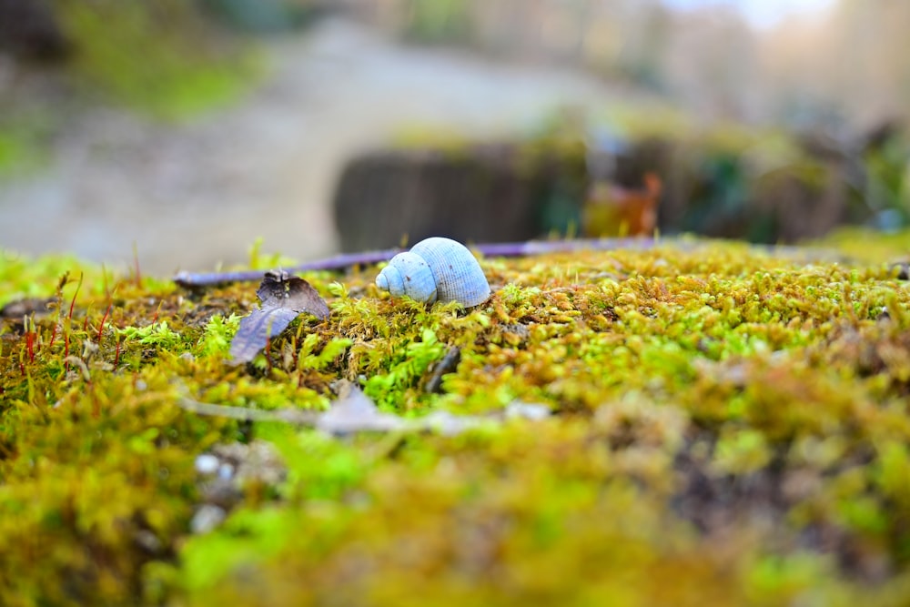 a blue ball sitting on top of a moss covered ground