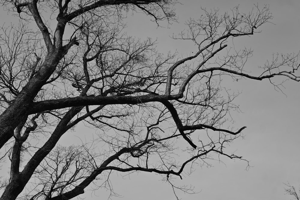 a black and white photo of a tree without leaves