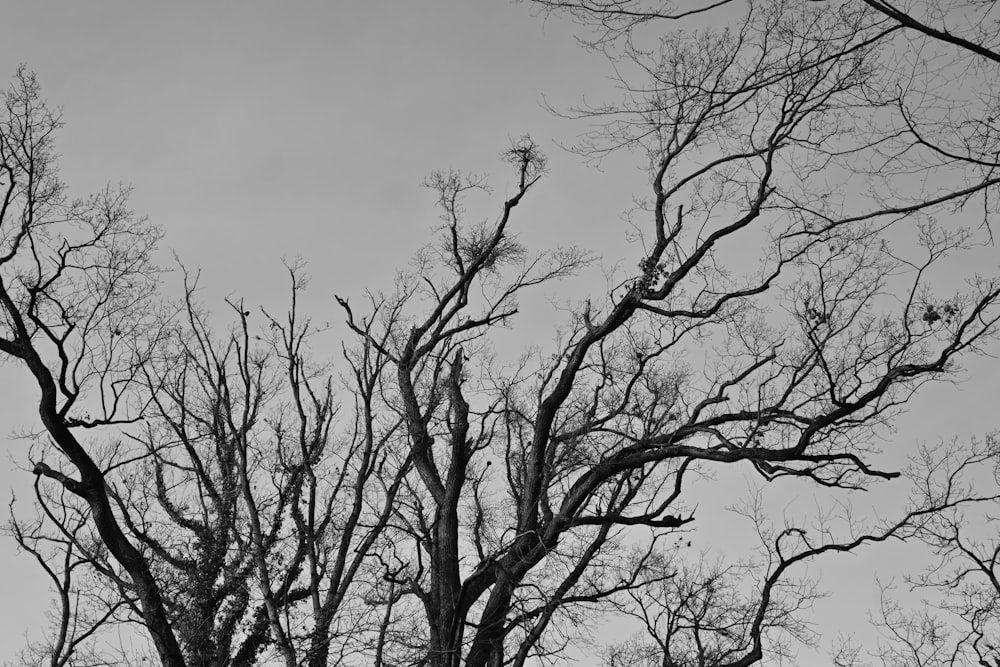 a black and white photo of trees without leaves