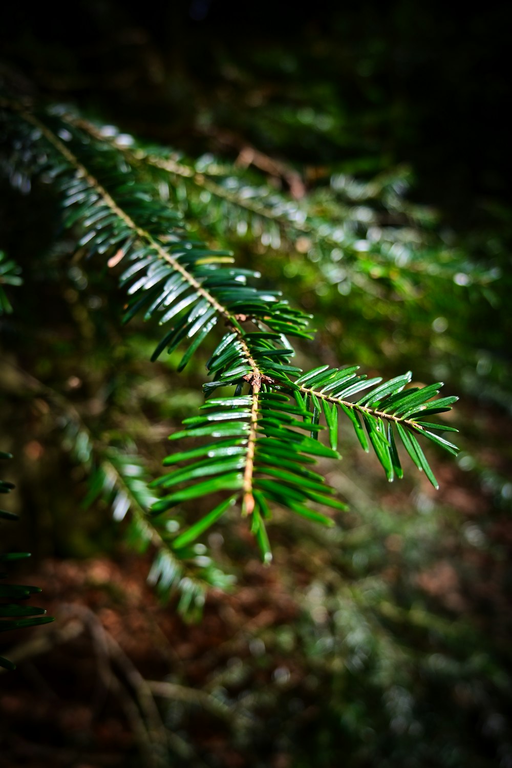 a close up of a pine tree branch