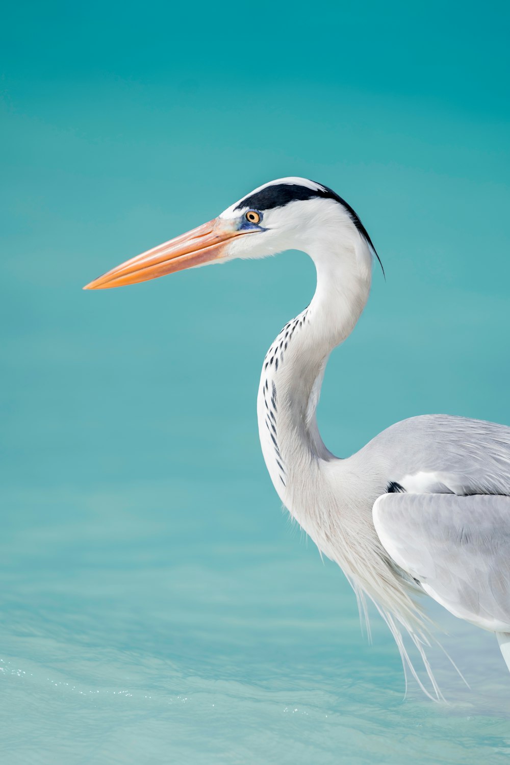 a bird with a long beak standing in the water