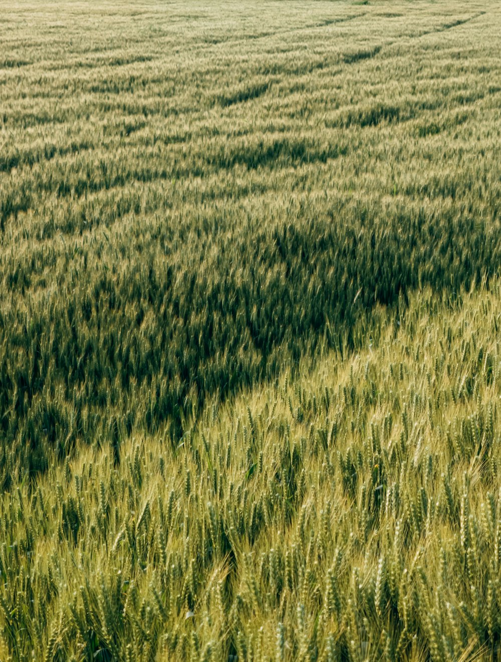 a large field of green grass with trees in the background