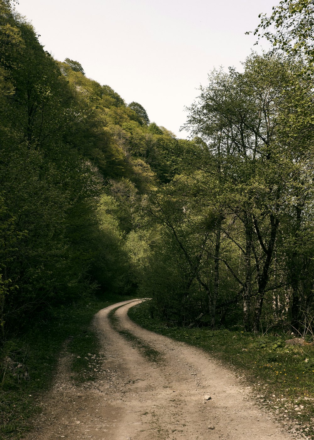 a dirt road in the middle of a forest