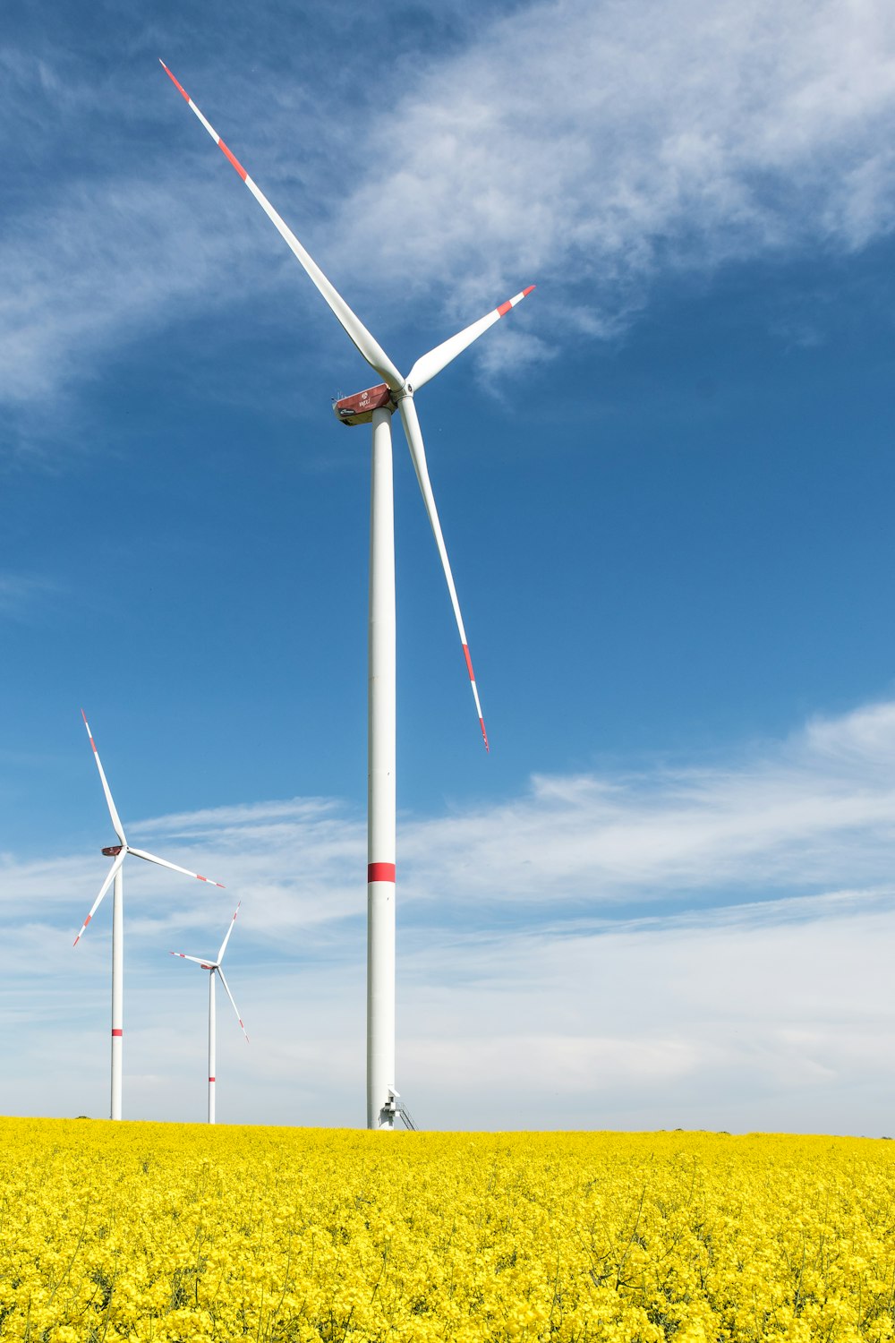 a field of yellow flowers and windmills under a blue sky