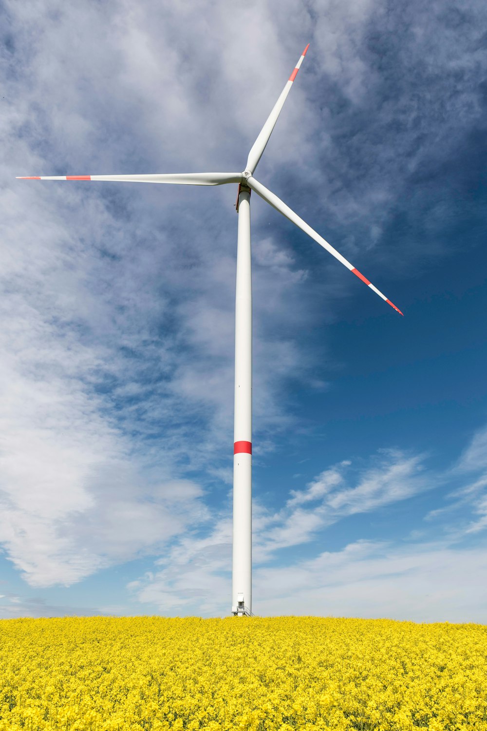 a wind turbine in a field of yellow flowers