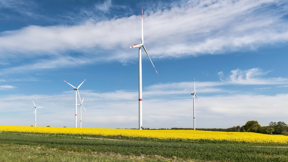 a field of yellow flowers and windmills in the distance