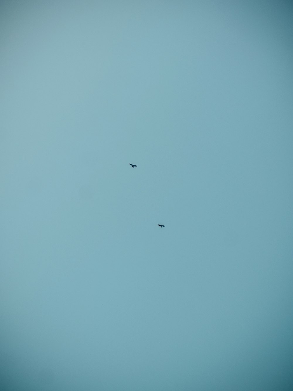 a couple of birds flying through a blue sky