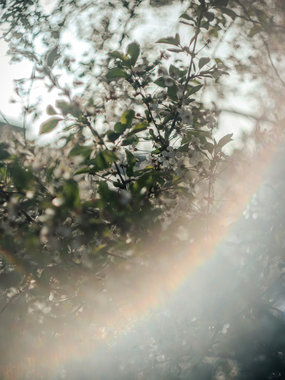 the sun shines through the leaves of a tree