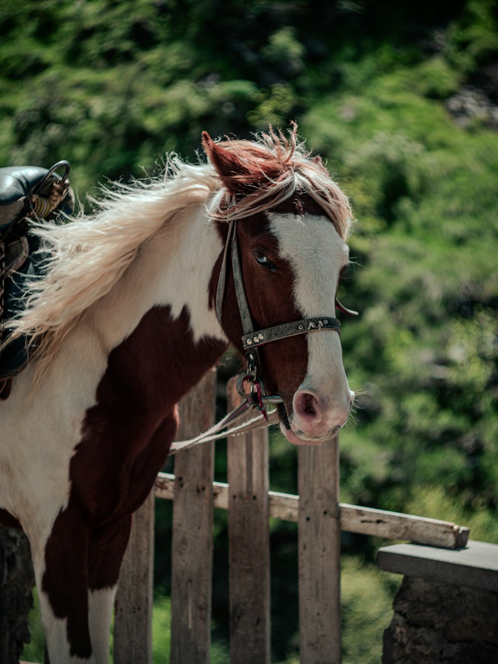 a brown and white horse standing next to a wooden fence