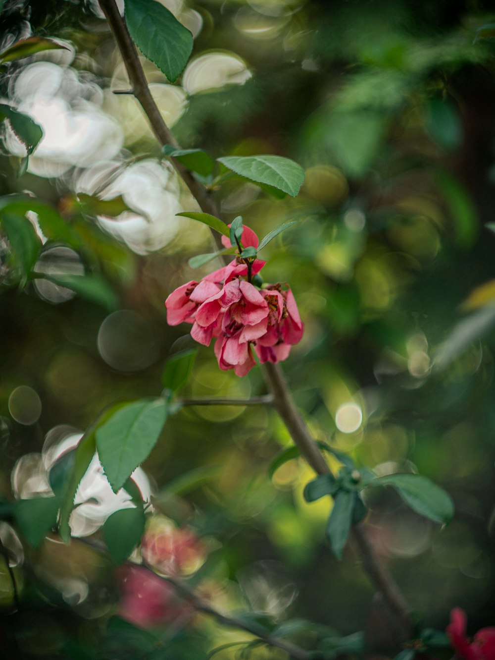 a pink flower is blooming on a tree branch