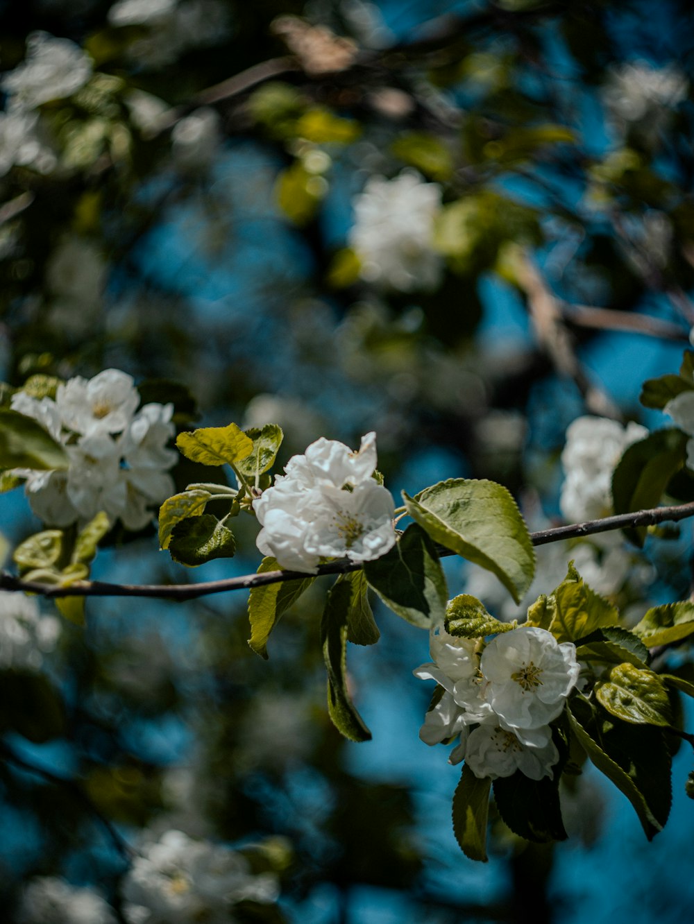 a branch with white flowers and green leaves