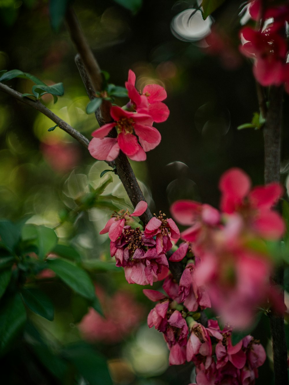 pink flowers are blooming on a tree branch