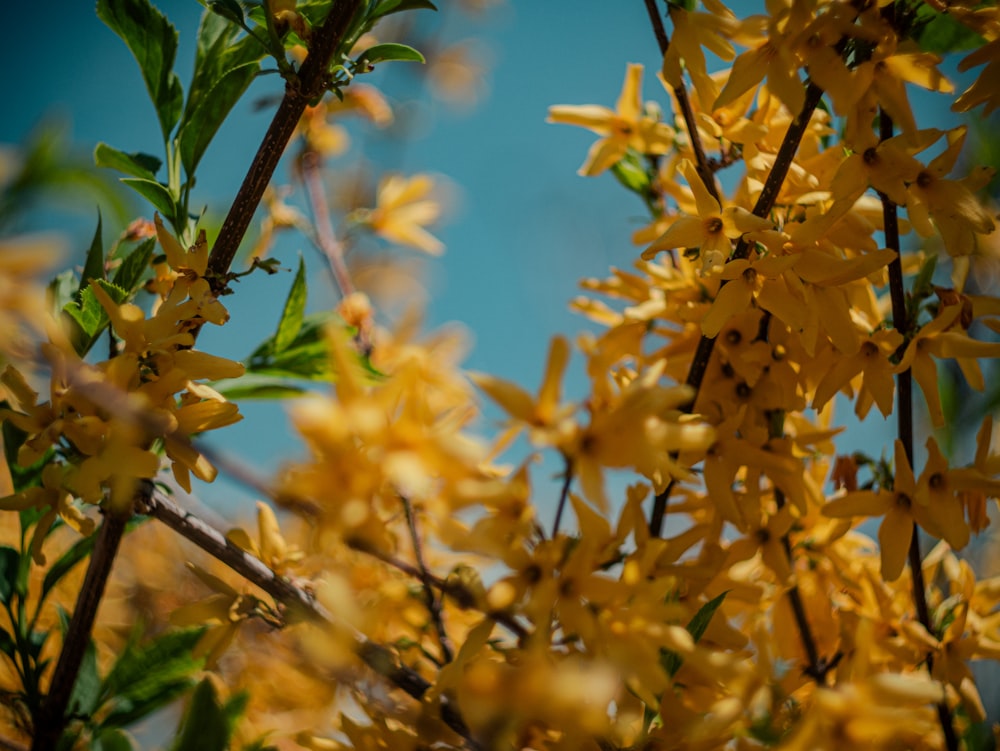 a bunch of yellow flowers that are on a tree