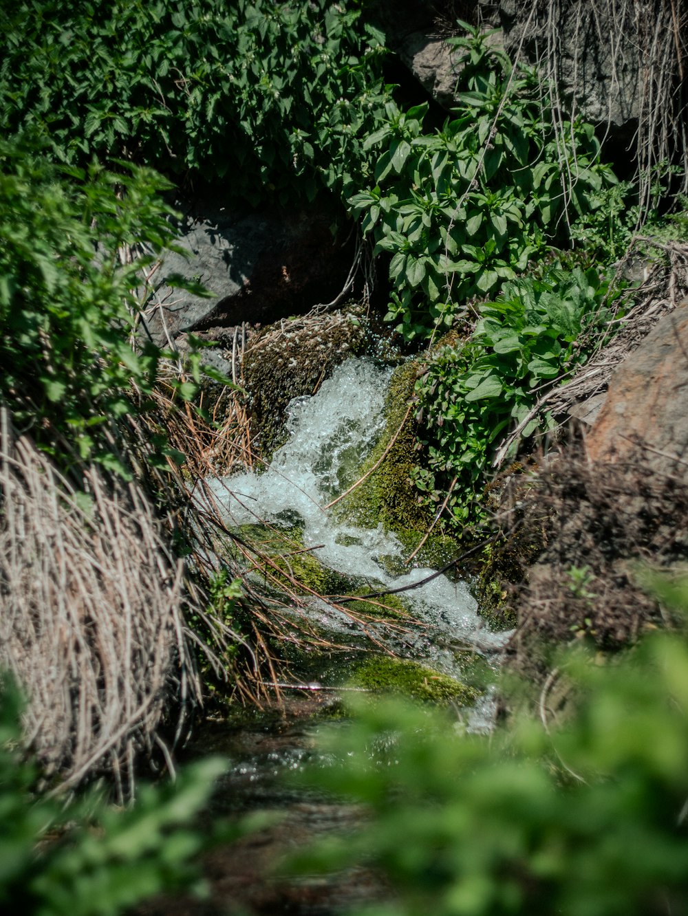 a stream running through a lush green forest