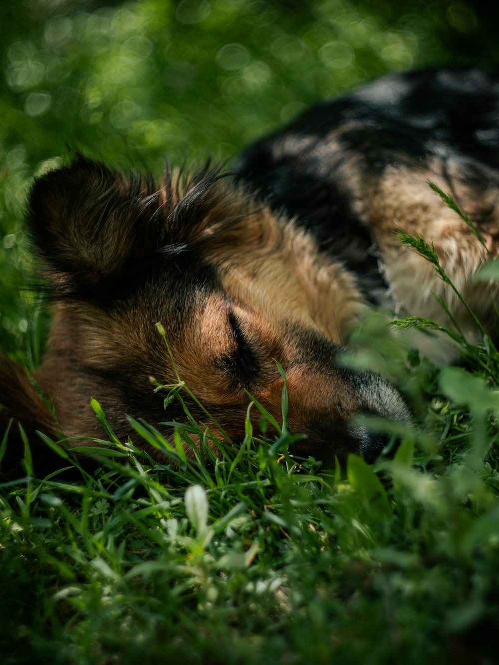 a dog laying in the grass with its eyes closed
