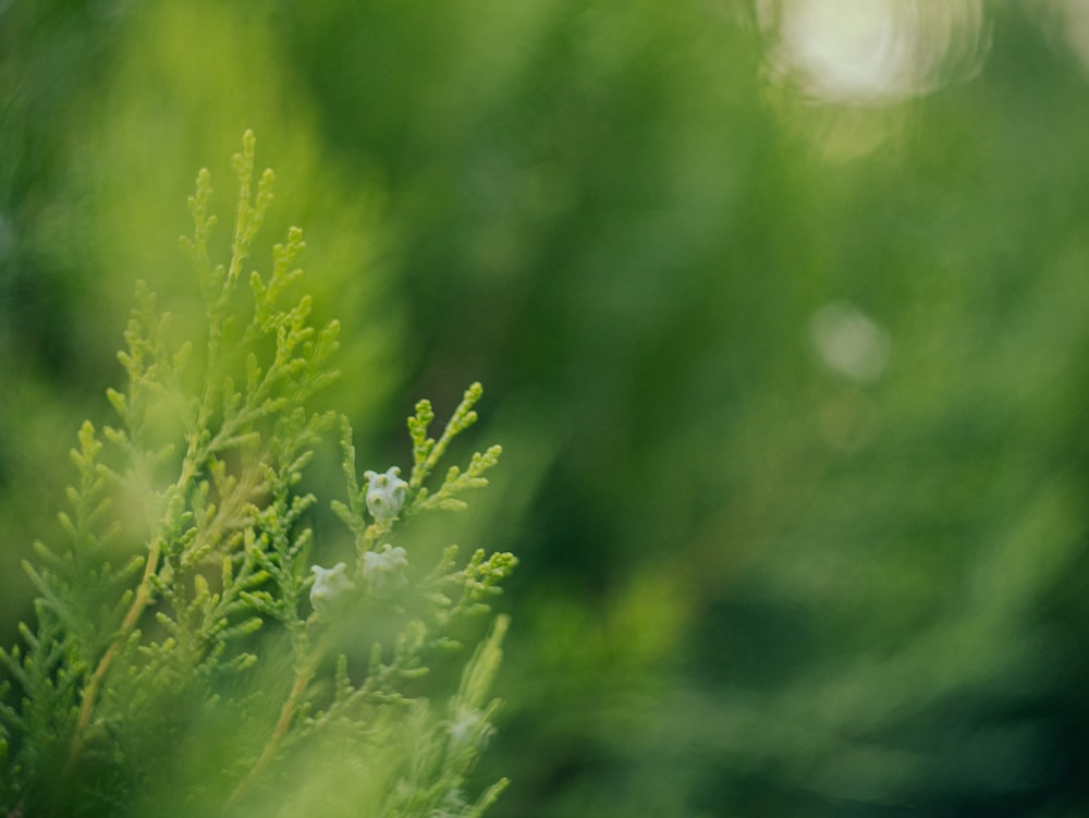 a close up of a green tree branch