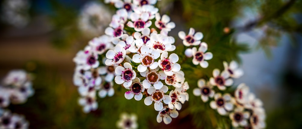 a bunch of white and red flowers hanging from a tree