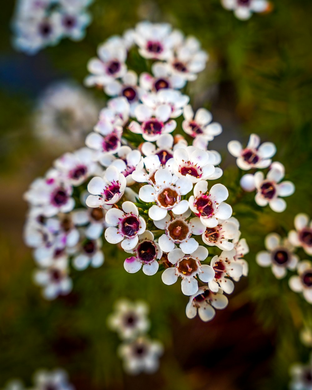 a bunch of white and red flowers on a tree