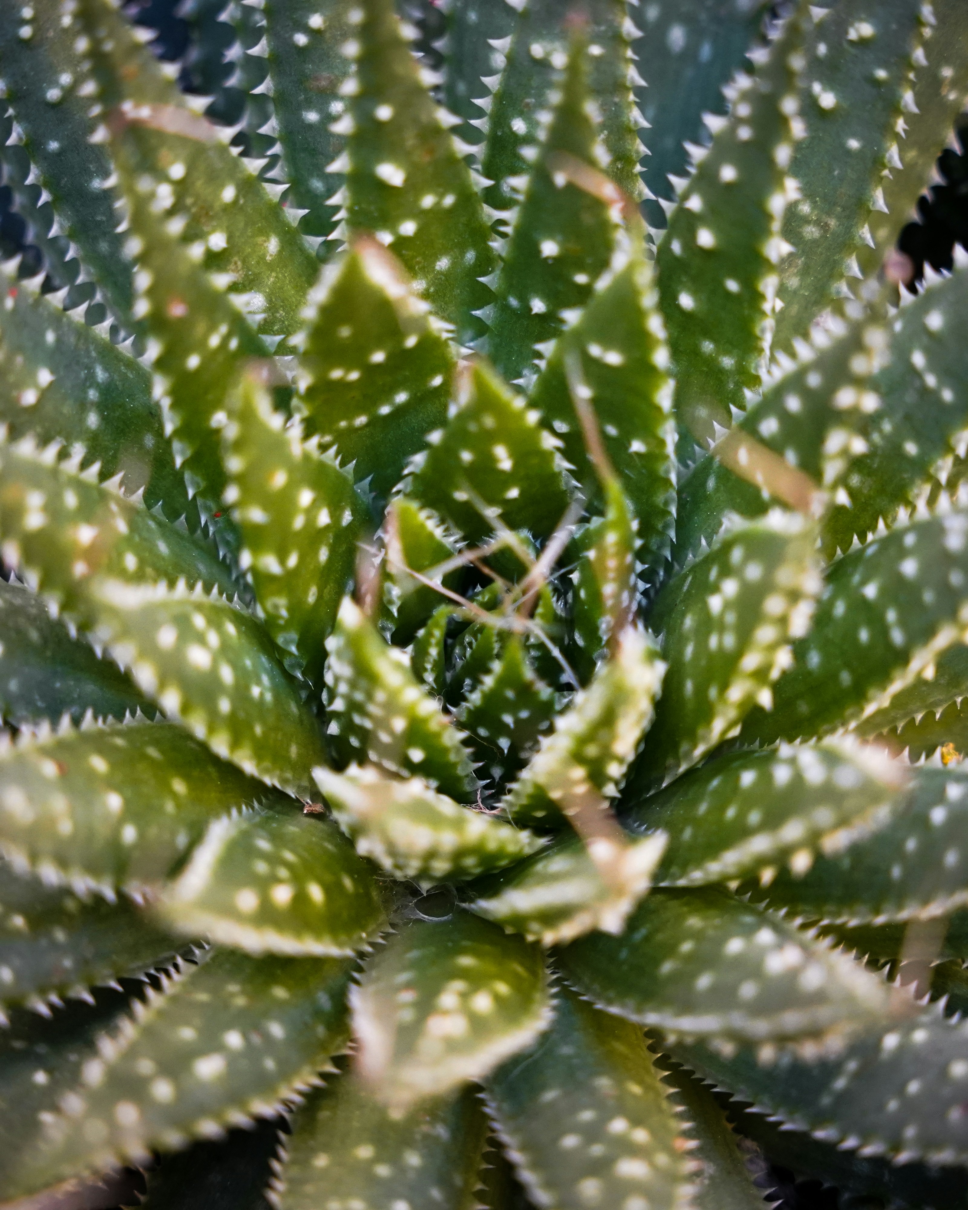 Photo by tiago_f_ferreira