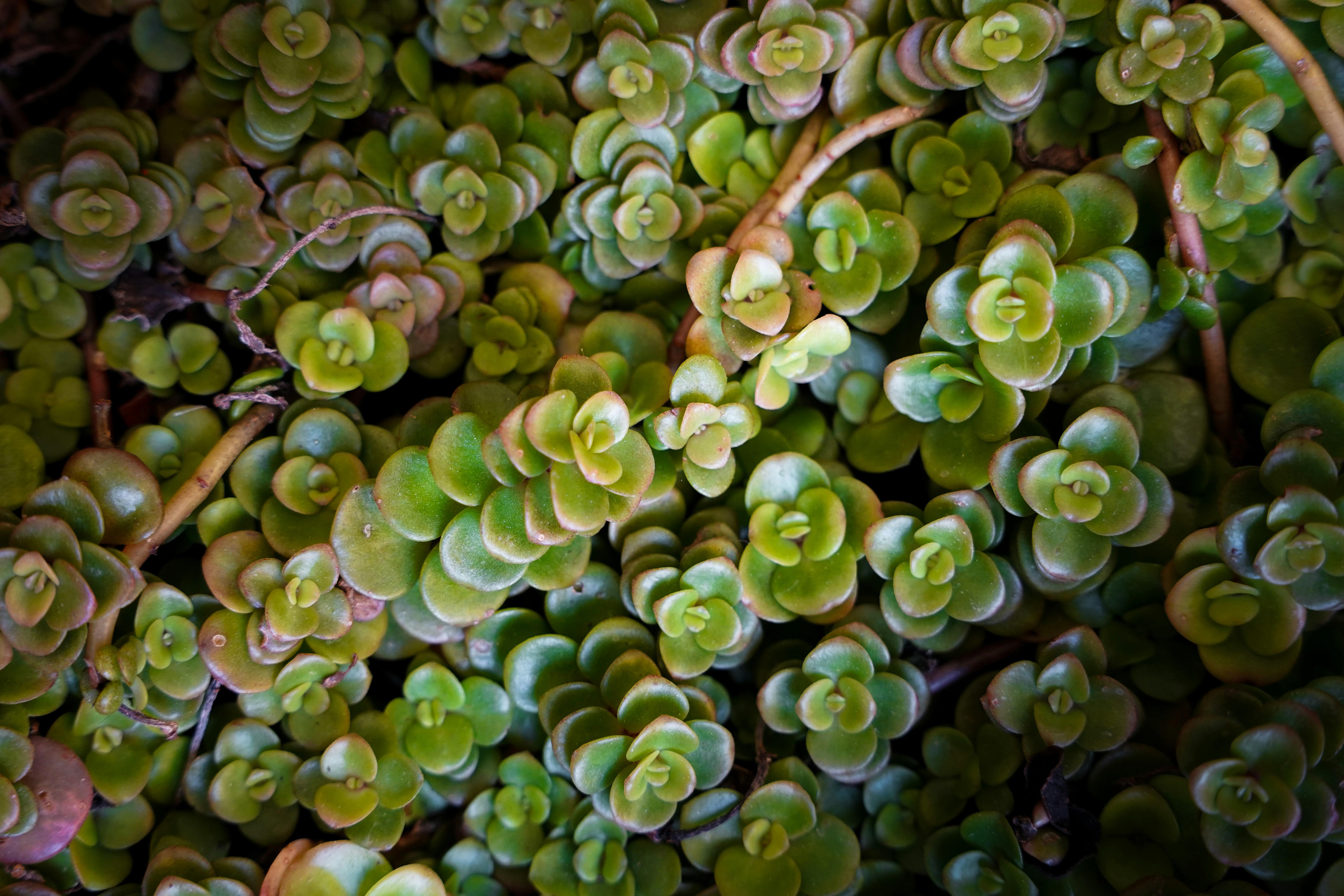 Photo by tiago_f_ferreira