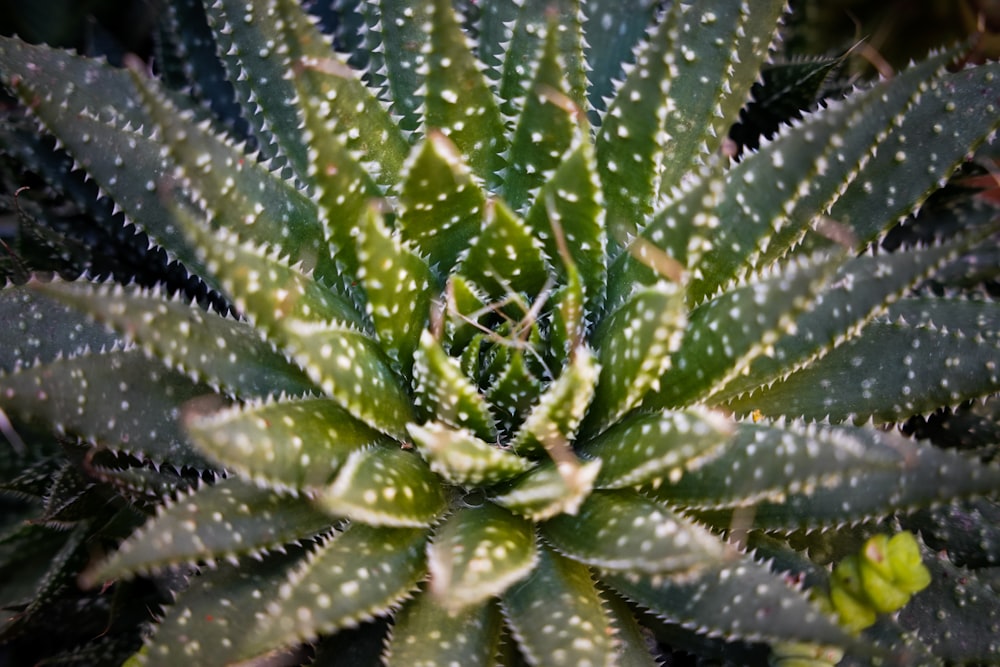 a close up of a green and white plant