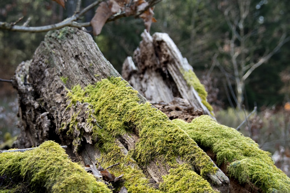 moss growing on a tree stump in a forest