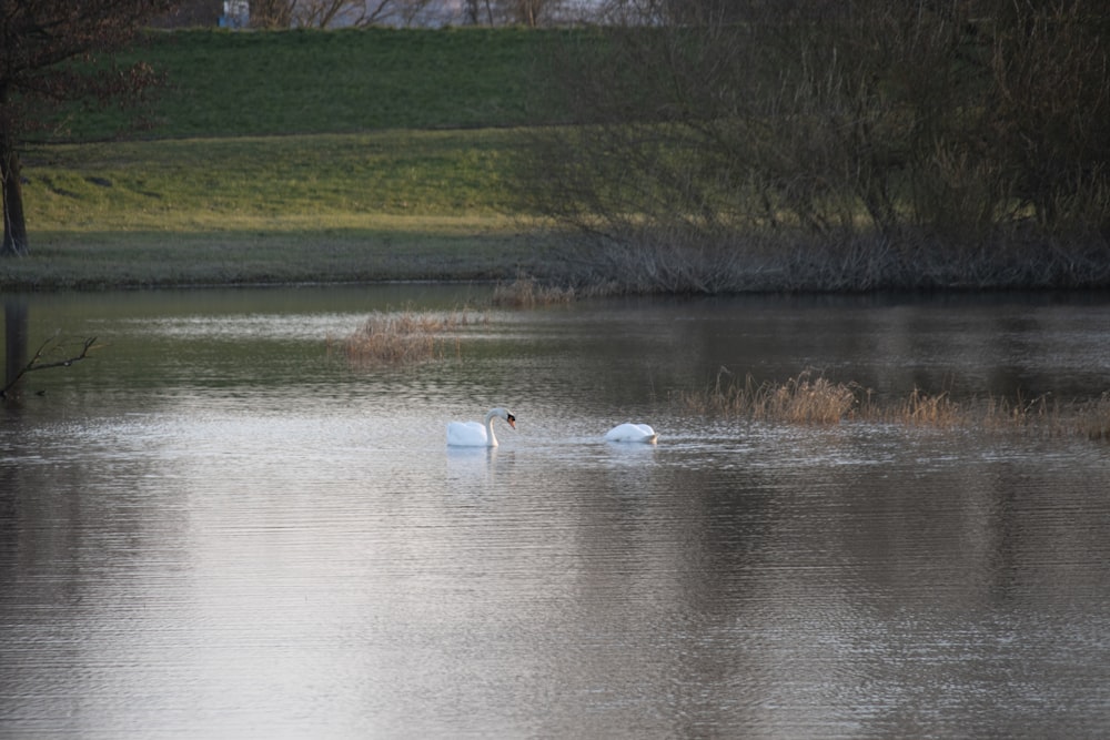 a couple of swans swimming in a lake