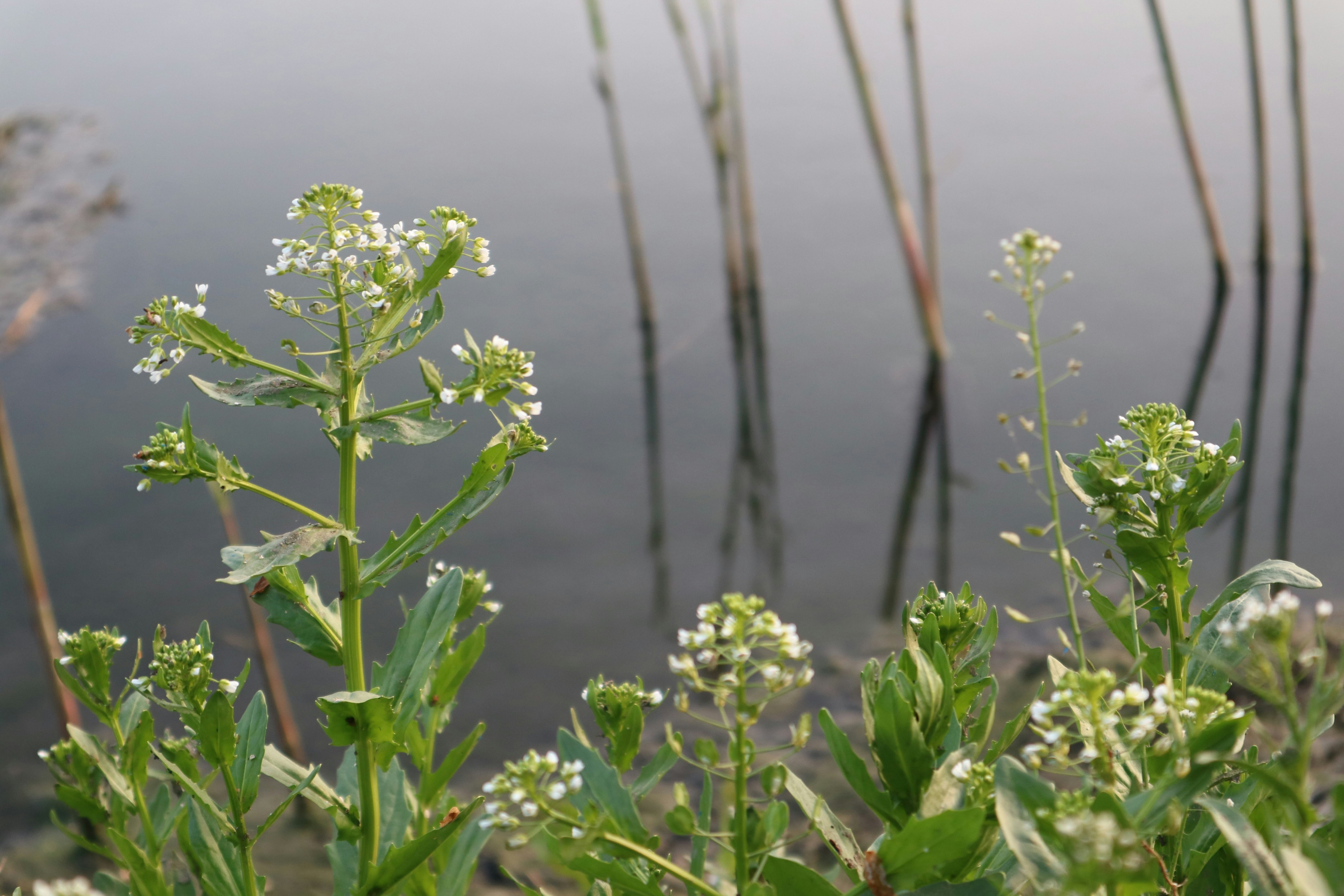 How Milkweed Emergence Guides the Migration - monarch butterfly milkweed migration