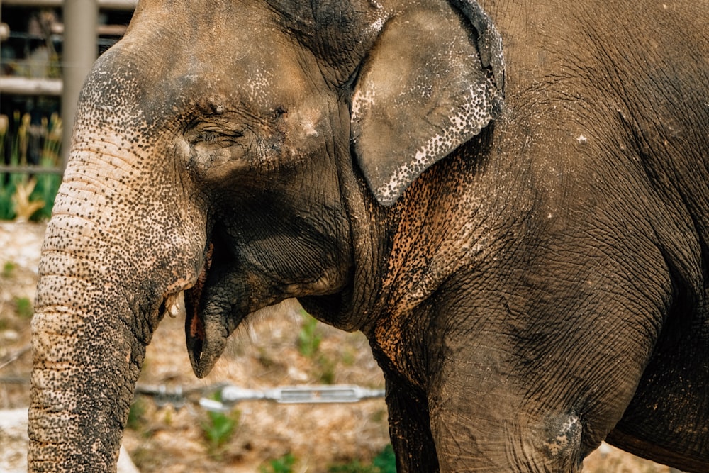 a close up of an elephant with dirt on it's face