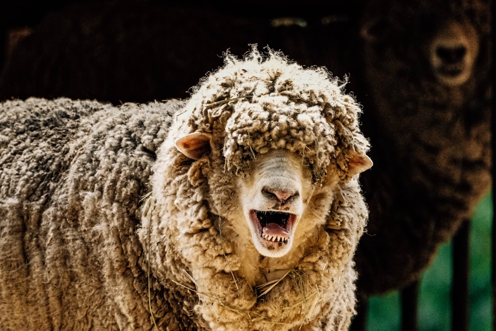 a close up of a sheep with it's mouth open