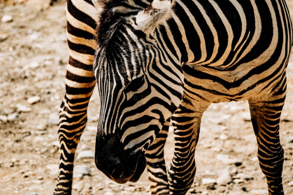 a zebra standing on top of a dirt field