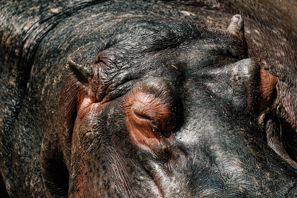 a close up of a hippopotamus with its eyes closed