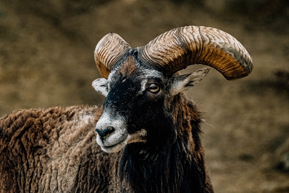 a close up of a goat with large horns