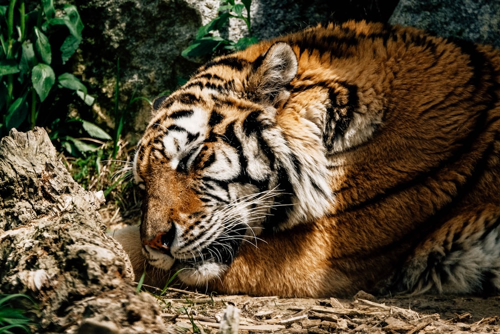 a tiger laying on the ground next to a tree