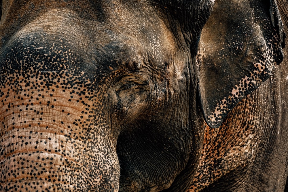 a close up of an elephant's face with dots on it