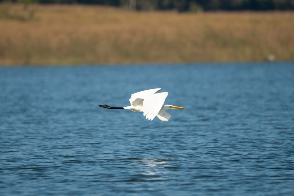 a white bird flying over a body of water