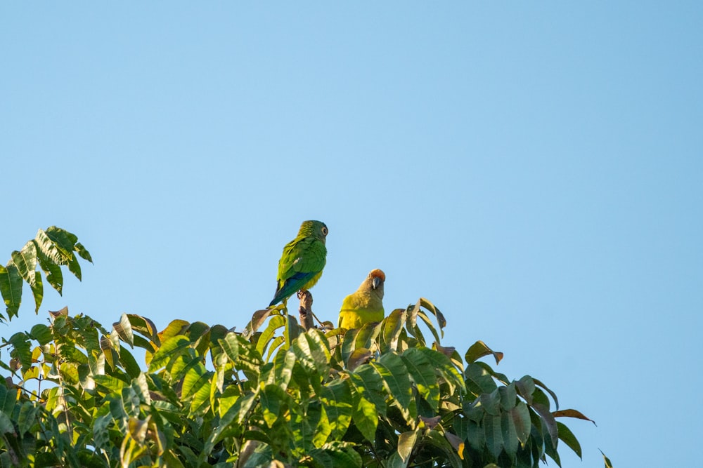 a couple of green birds sitting on top of a tree