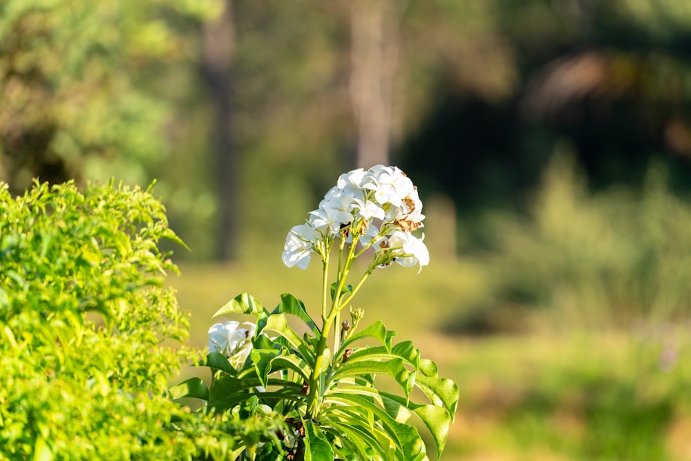 a white flower in a bush with trees in the background