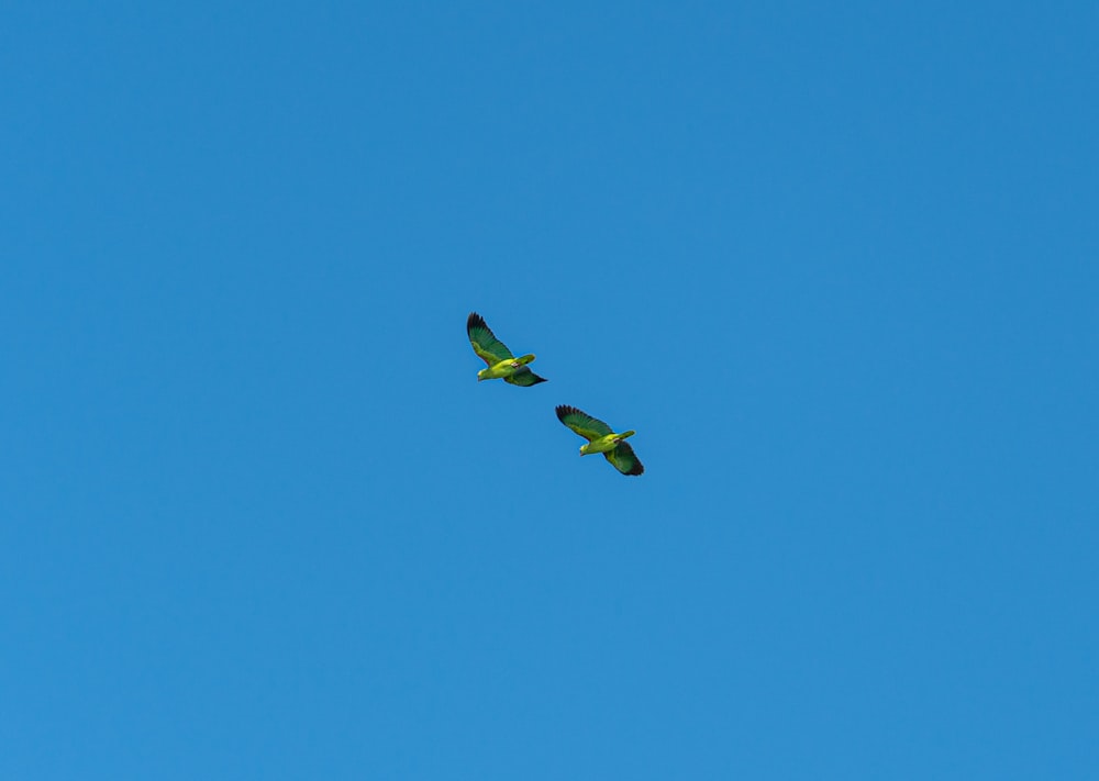 a couple of birds flying through a blue sky