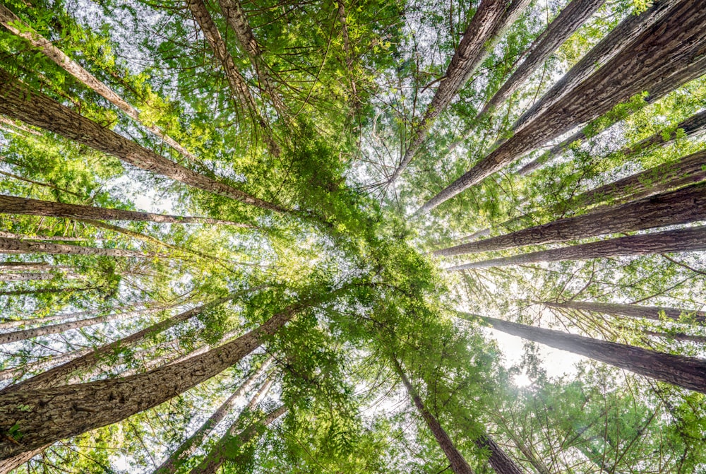 looking up at the tops of tall trees in a forest