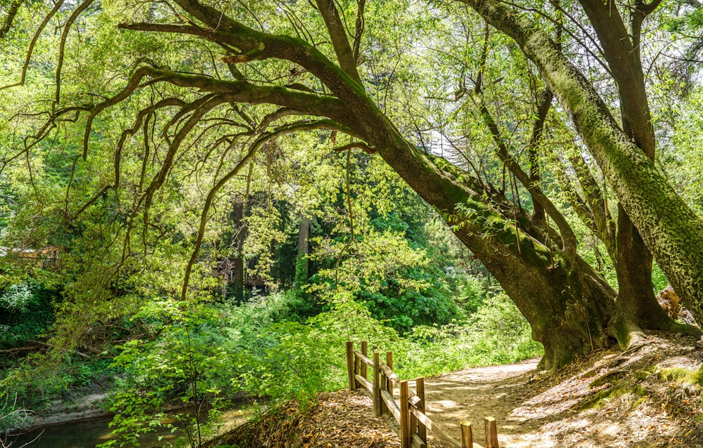 ein Pfad im Wald, der zu einem Fluss führt