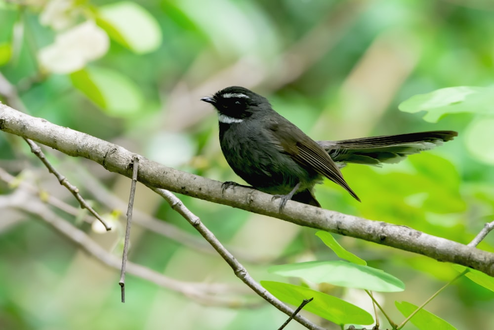 a small black bird perched on a tree branch