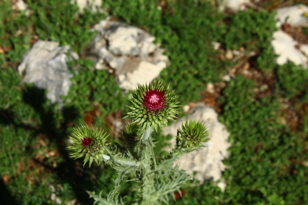 a close up of a plant with rocks in the background